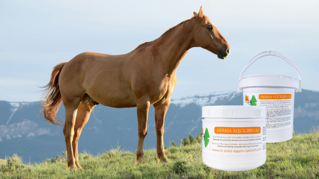 découvrez des traitements naturels efficaces pour soulager la dermite chez les chevaux, favorisant leur confort et bien-être naturellement.