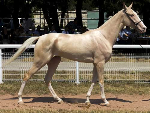 découvrez nos offres pour l'achat de chevaux dans la région grand est. trouvez le cheval idéal selon vos besoins et votre budget grâce à notre sélection variée.