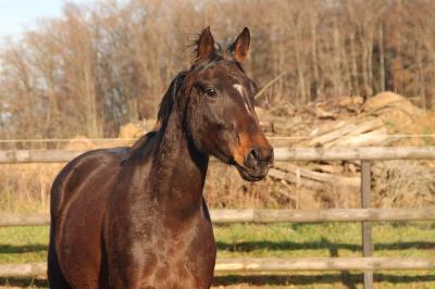 découvrez notre guide complet pour l'achat de chevaux dans la région grand est. conseils, annonces et informations pour acheter votre cheval en toute confiance.