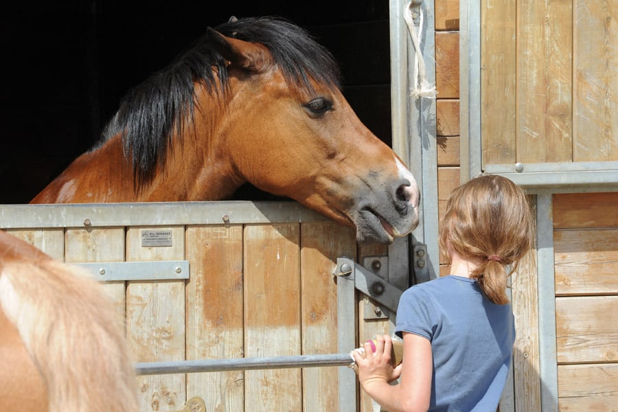découvrez nos conseils pratiques pour aménager un box pour cheval confortable et fonctionnel, garantissant bien-être et sécurité à votre compagnon.