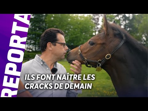 découvrez l'histoire inspirante d'un ancien professeur de mathématiques qui a décidé de changer de vie pour devenir éleveur de chevaux.