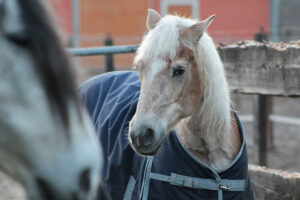 découvrez nos 5 ans d'engagement dédiés à la retraite des chevaux, assurant soin, bien-être et une vie paisible après leur carrière active.