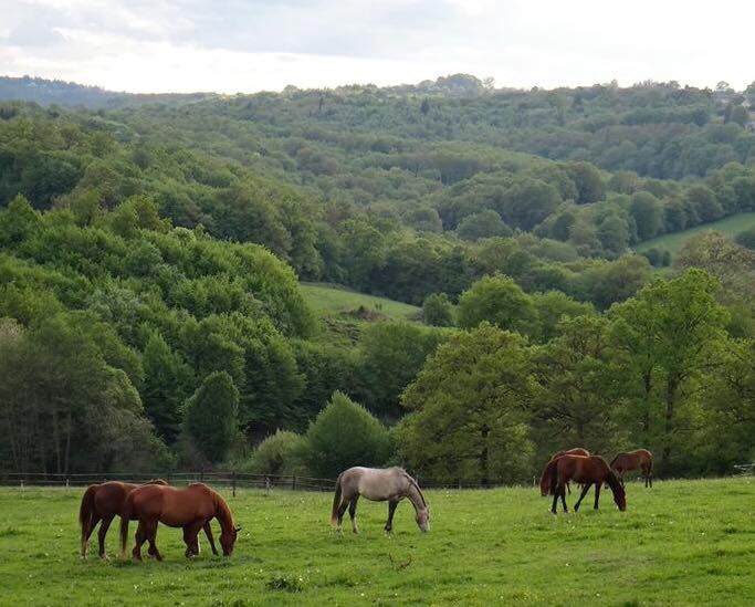 découvrez betton, un havre de paix idéal pour les chevaux retraités, offrant un cadre serein et bienveillant pour leur bien-être.