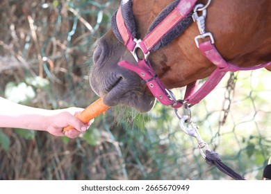 découvrez notre large sélection de carottes de qualité pour chevaux, proposées par un gros fournisseur fiable et spécialisé.