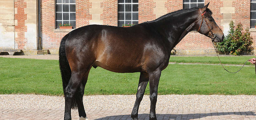 découvrez notre sélection de chevaux à vendre avec selle française, alliant qualité et confort pour toutes vos disciplines équestres. trouvez le compagnon idéal dès aujourd'hui.
