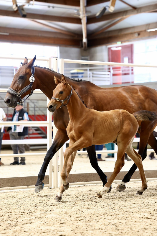 découvrez notre sélection de chevaux à vendre avec selle française, parfaits pour les passionnés d'équitation à la recherche de qualité et d'élégance.