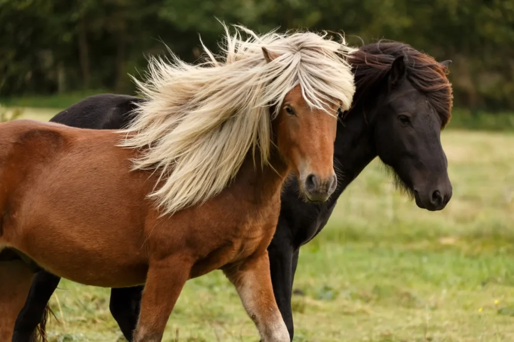 découvrez des chevaux islandais à vendre, réputés pour leur robustesse et leur allure unique. trouvez votre cheval idéal parmi notre sélection de chevaux islandais de qualité.