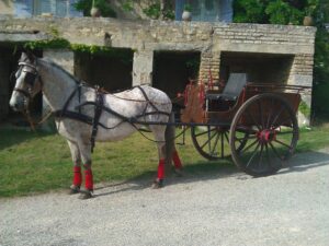 découvrez comment choisir la calèche 2 roues idéale pour votre cheval, alliant confort, sécurité et performance pour des balades agréables.