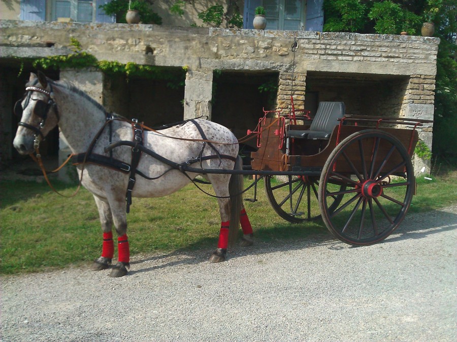 découvrez comment choisir la calèche 2 roues idéale pour votre cheval, alliant confort, sécurité et performance pour des balades agréables.