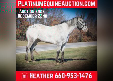 découvrez comment choisir un cheval appaloosa adapté à vos besoins, en tenant compte de ses caractéristiques, son tempérament et ses aptitudes.