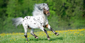 découvrez comment choisir un cheval appaloosa adapté à vos besoins, avec des conseils sur ses caractéristiques, son tempérament et son entretien.