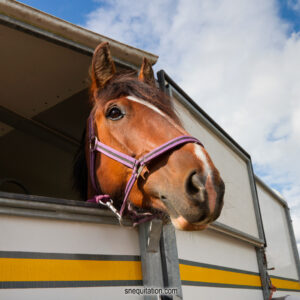 découvrez comment choisir la remorque chevaux idéale, alliant sécurité, confort et praticité pour transporter vos chevaux en toute sérénité.