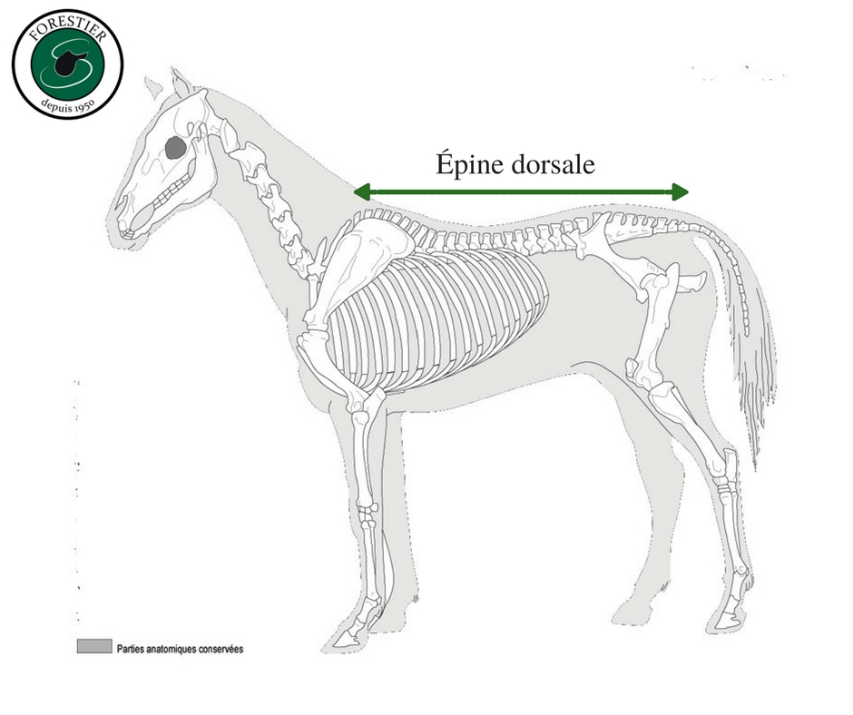 découvrez comment choisir la selle idéale pour un cheval de trait, en tenant compte de son confort, de sa morphologie et de vos besoins d'équitation.
