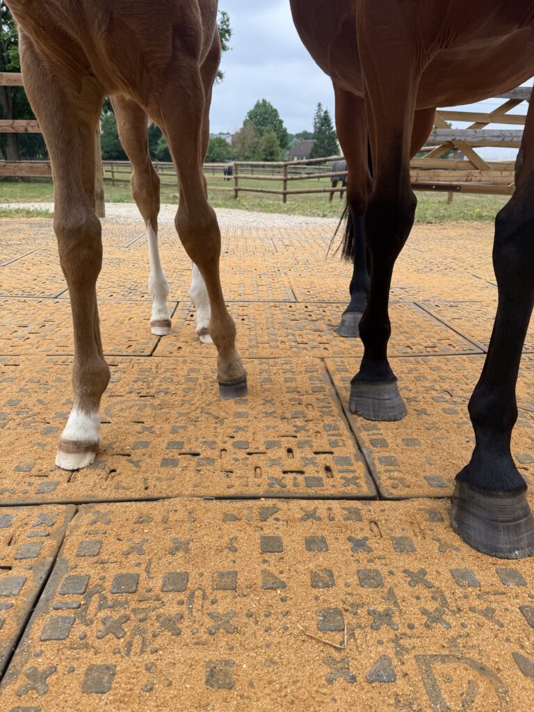 découvrez nos copeaux pas chers de qualité supérieure, spécialement conçus pour le confort et la santé de vos chevaux. offrez-leur un lit propre et agréable à moindre coût.