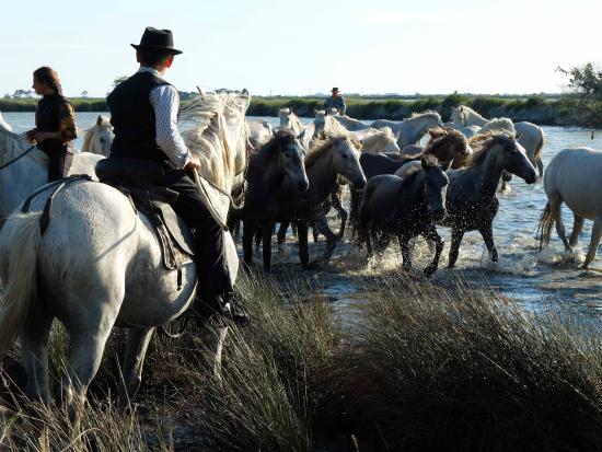 découvrez une expérience unique en camargue : dormir au cœur des chevaux pour une immersion totale dans la nature sauvage et paisible.