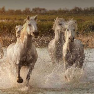découvrez l'expérience unique de dormir au milieu des chevaux sauvages en camargue, entre nature préservée et paysages authentiques.
