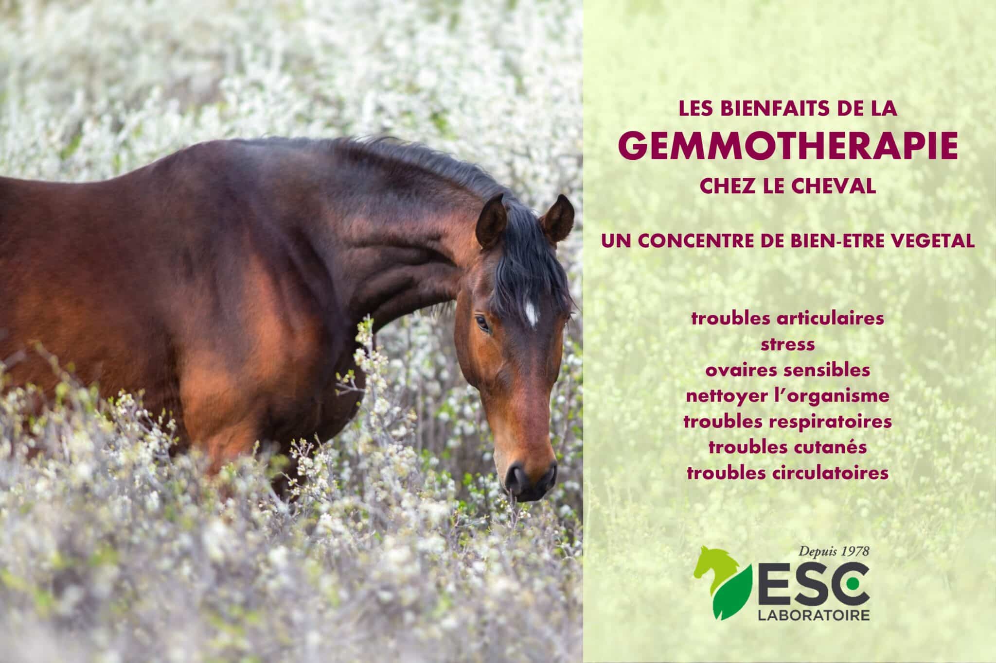 découvrez le fonctionnement de l'ema pour chevaux et ses nombreux avantages pour la santé et le bien-être de votre équidé.
