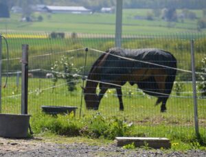 découvrez notre fil de clôture pour chevaux, sûr et durable, idéal pour protéger vos pâturages et assurer le bien-être de vos animaux.