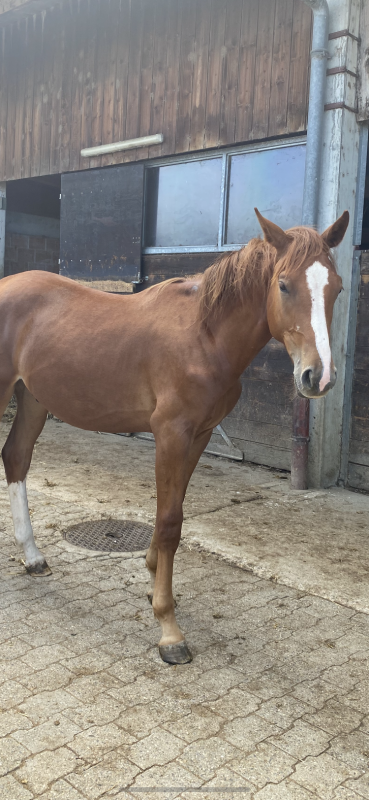 découvrez les règles et stratégies du jeu high low cheval pour maximiser vos chances de victoire et profiter pleinement de cette expérience ludique.