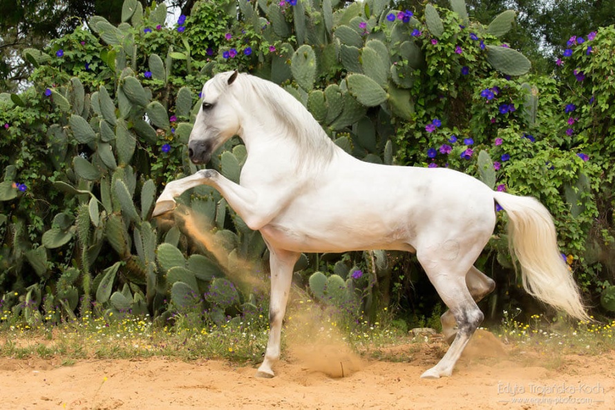 découvrez les meilleures races de chevaux de course, leurs caractéristiques, performances et pourquoi elles dominent les compétitions équestres à travers le monde.