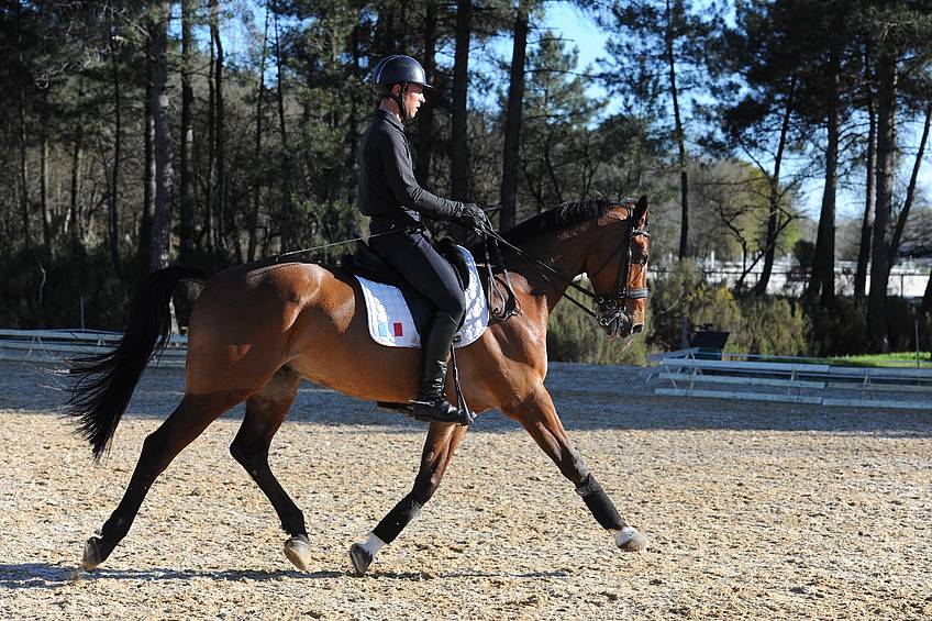 découvrez les meilleurs entraînements pour améliorer la posture du cheval et optimiser ses performances équestres.