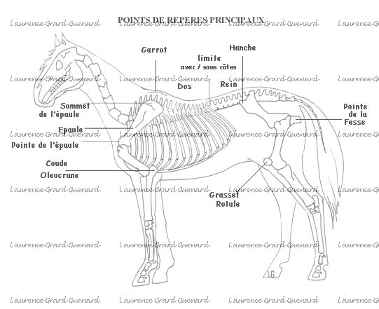 découvrez le rôle et le fonctionnement des muscles du cheval au galop niveau 5, pour mieux comprendre sa locomotion et sa puissance.