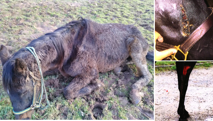 découvrez l'enquête sur la maltraitance de plus de 60 chevaux dans plusieurs élevages, mettant en lumière des conditions inquiétantes et les actions engagées pour leur protection.