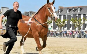 analyse des comportements de prédation du loup sur les chevaux, impact sur l'élevage et les mesures de protection à adopter.