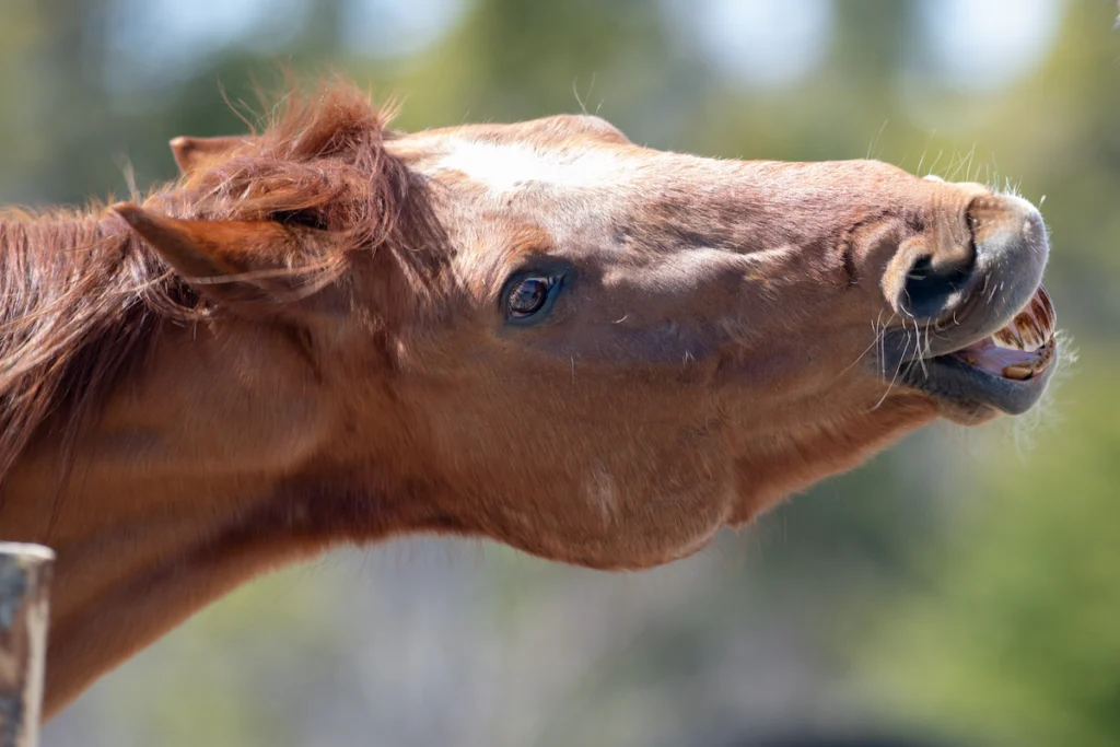 découvrez des conseils efficaces pour la prévention et le traitement du bouchon de foin chez les chevaux, afin d'assurer leur santé digestive et leur bien-être.