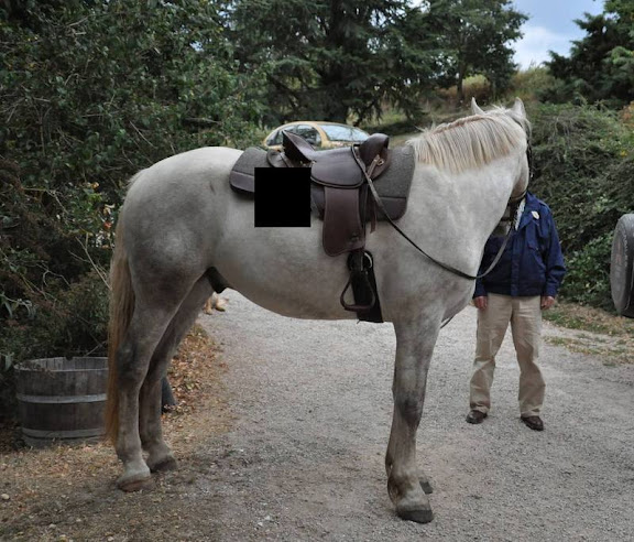 découvrez les avantages d'une sacoche cheval, un accessoire pratique et élégant pour transporter vos affaires lors de vos sorties équestres.