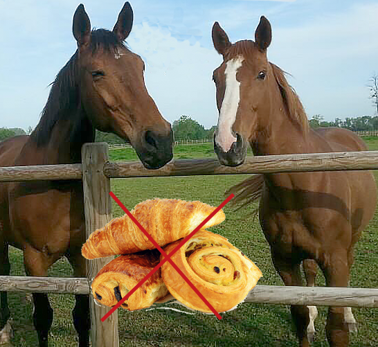 découvrez comment sauver un cheval en danger grâce à des conseils pratiques, des gestes d'urgence et des actions efficaces pour protéger ces animaux sensibles.