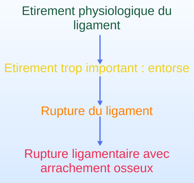conseils et exercices de prévention des blessures pour les cavaliers afin de pratiquer les sports équestres en toute sécurité.