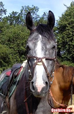 découvrez nos tarifs compétitifs pour le transport sécurisé de vos chevaux. services fiables et adaptés à vos besoins pour un voyage en toute sérénité.