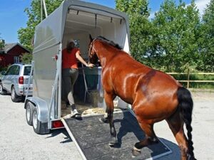 découvrez nos tarifs transparents pour le transport sécurisé de vos chevaux, adaptés à vos besoins et distance.