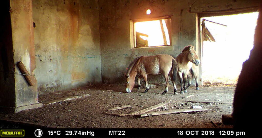 découvrez comment tchernobyl est devenu un refuge inattendu pour les chevaux de przewalski, offrant un habitat naturel à cette espèce rare et menacée.