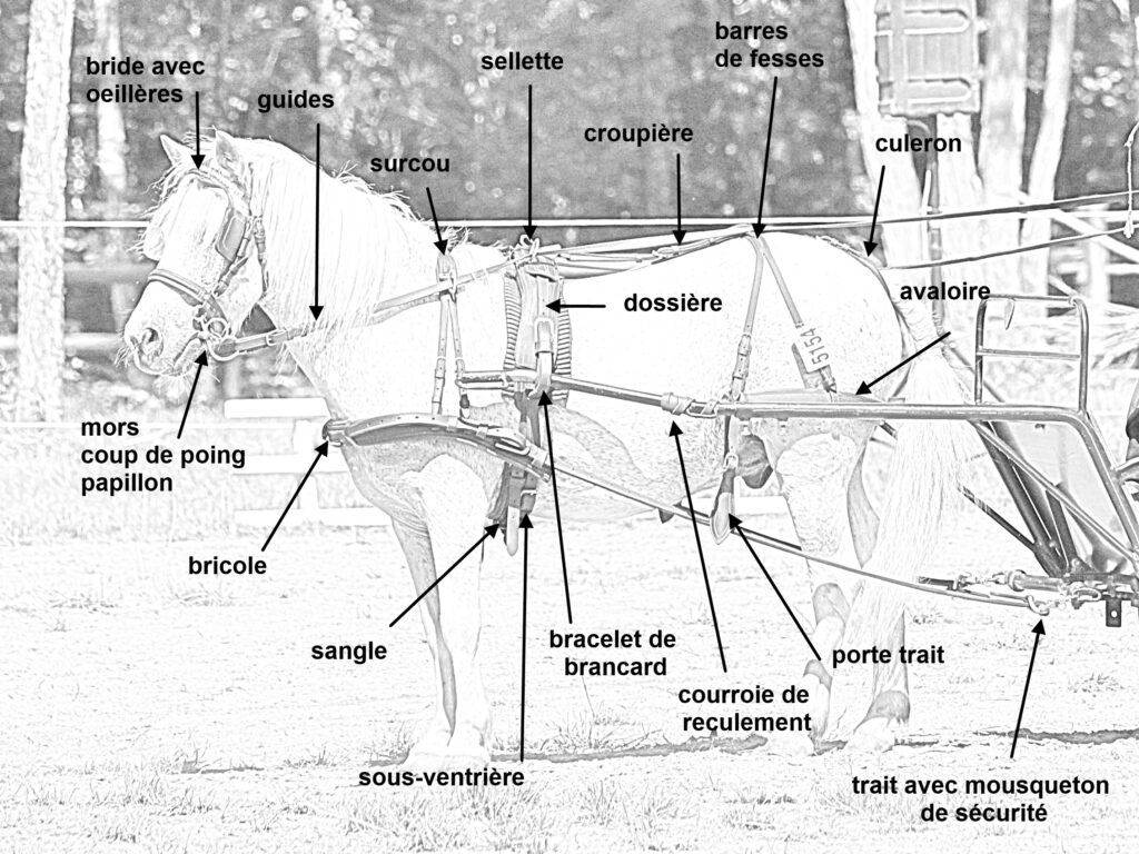 découvrez comment choisir le harnais idéal pour votre cheval de trait afin d'assurer confort, sécurité et performance lors de vos travaux et balades.