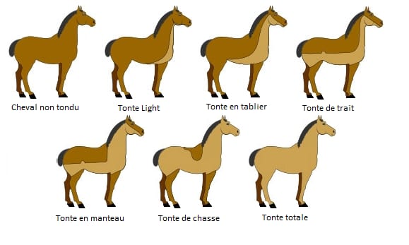 découvrez comment choisir la couverture idéale pour votre cheval de trait afin de lui assurer une protection optimale contre les intempéries et le froid.