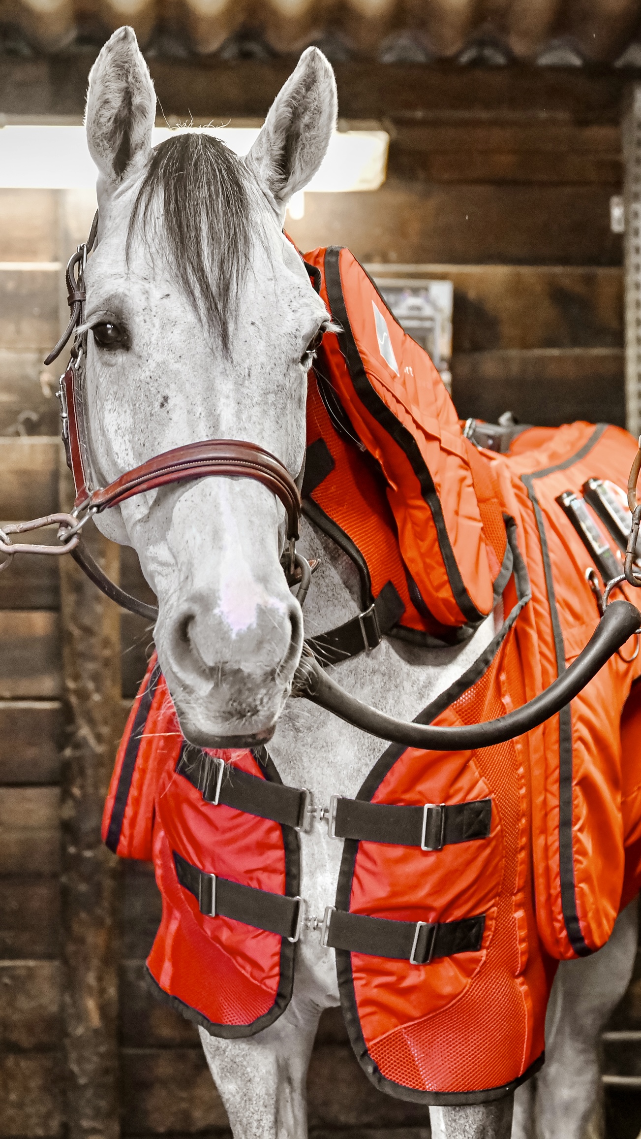 découvrez notre couverture massante pour chevaux, conçue pour offrir confort et relaxation à votre animal grâce à un massage doux et apaisant.