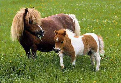 découvrez le falabella, l’un des plus petits chevaux au monde, reconnu pour sa taille miniature et son caractère doux. parfait pour les passionnés de chevaux et les amoureux des animaux uniques.