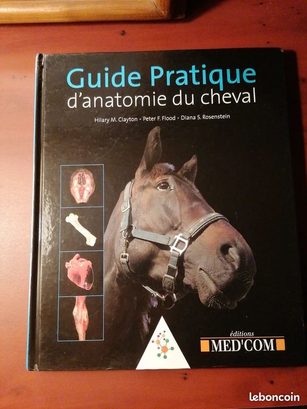 découvrez notre guide pratique complet sur le monde du cheval, avec des conseils essentiels pour cavaliers débutants et confirmés, soins, équipement et techniques équestres.