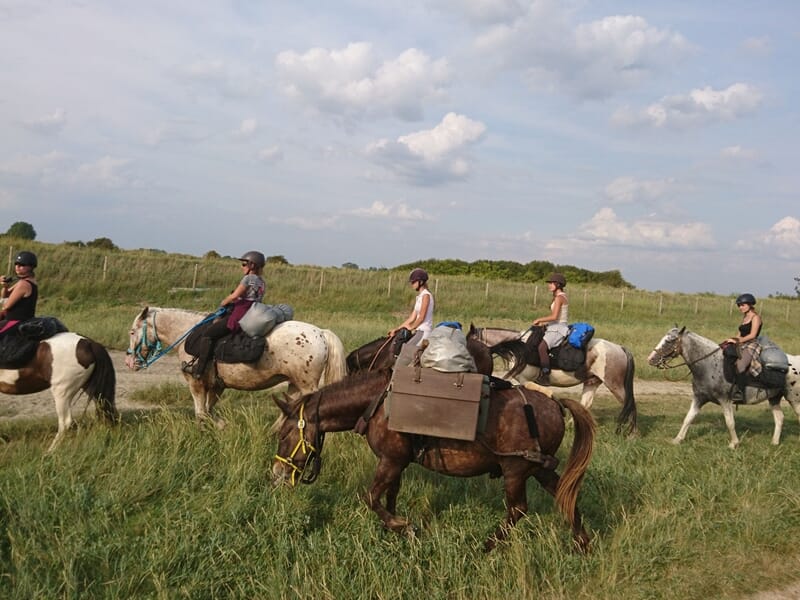 découvrez notre service de horse-sitting professionnel pour chevaux, situé entre abbeville et la baie de somme, assurant soins et bien-être personnalisés pour votre compagnon.