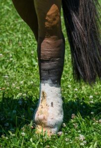découvrez l'utilisation des huiles essentielles dans le traitement de la dermatophilose chez le cheval : conseils, bienfaits et précautions pour une peau saine et protégée.