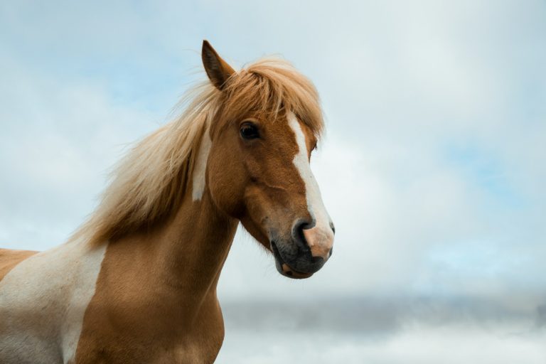 conseils pratiques pour rédiger un contrat de demi-pension pour cheval, incluant les éléments essentiels pour une entente claire entre propriétaire et demi-pensionnaire.