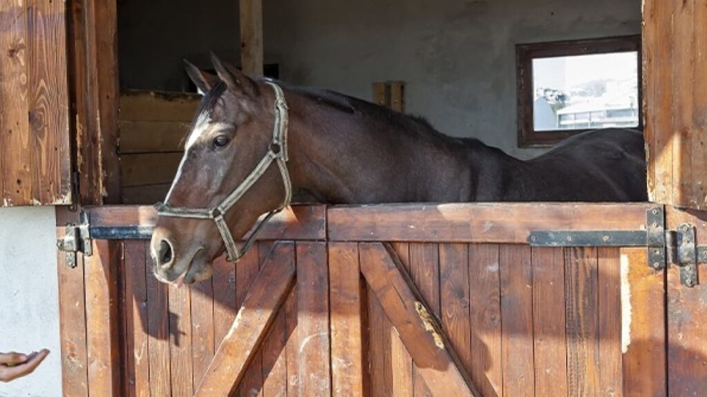 découvrez comment rédiger un contrat de demi-pension pour cheval clair et sécurisé, protégeant les droits et obligations de chaque partie.