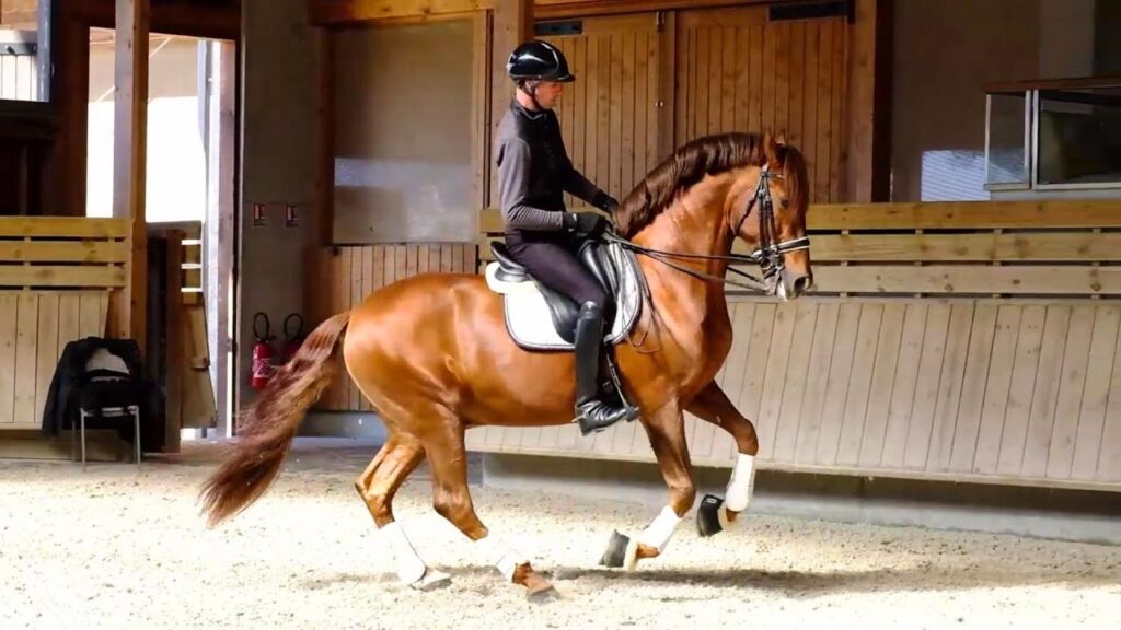 découvrez les meilleurs sports et exercices pour améliorer votre équilibre à cheval, renforcer votre posture et optimiser vos performances équestres.